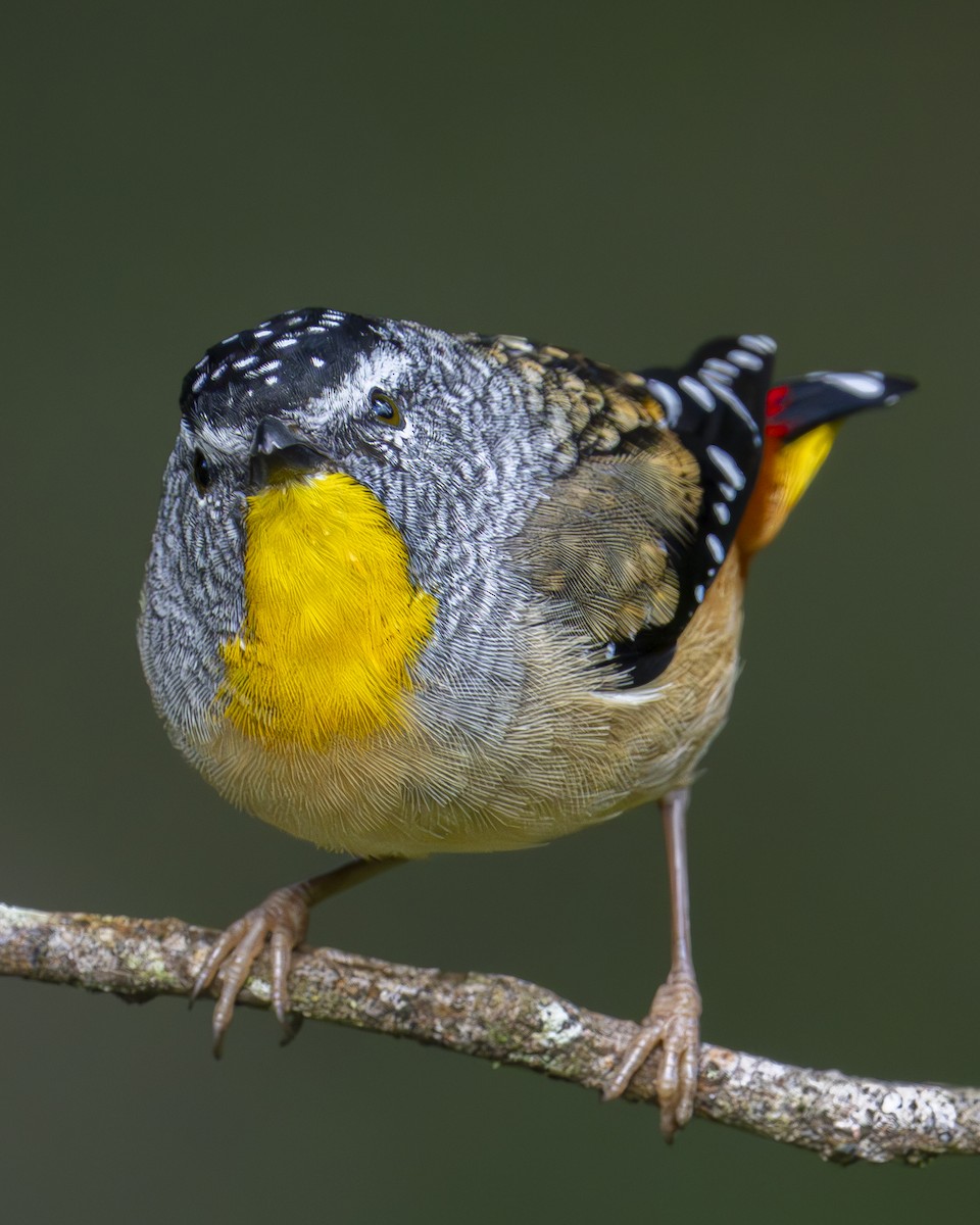 Pardalote Moteado - ML617287425