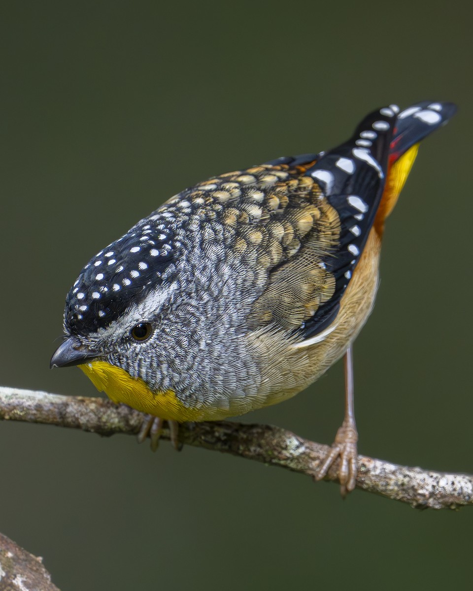 Pardalote pointillé - ML617287426