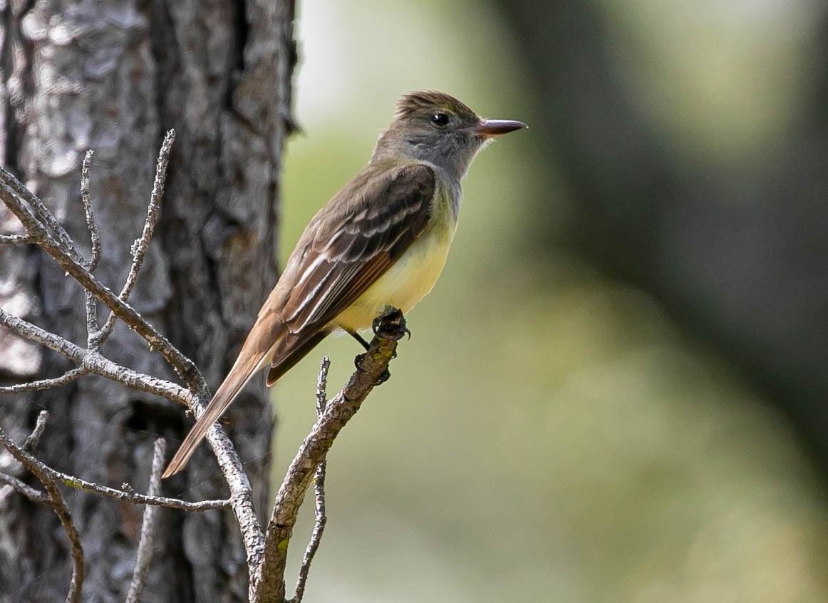 Great Crested Flycatcher - ML617287458