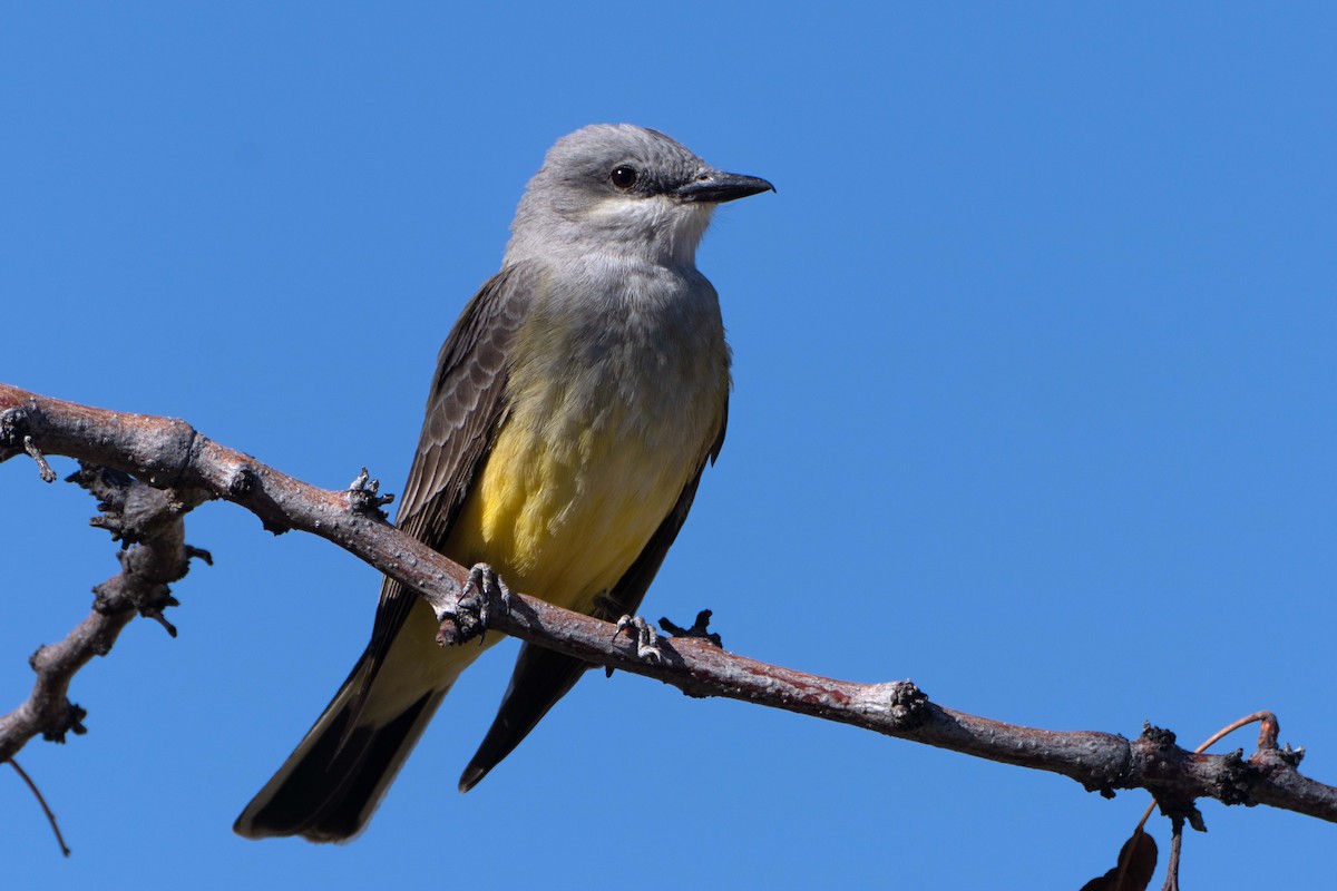 Western Kingbird - ML617287459