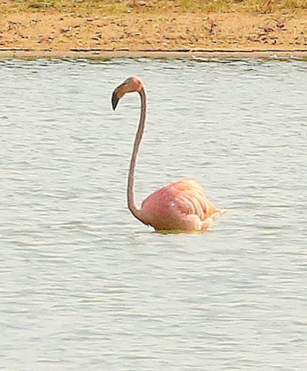 American Flamingo - Pierre Howard