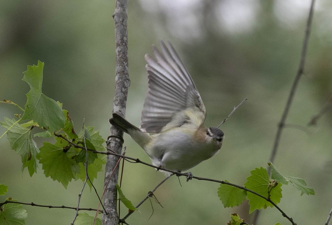 Vireo Ojirrojo - ML617287475