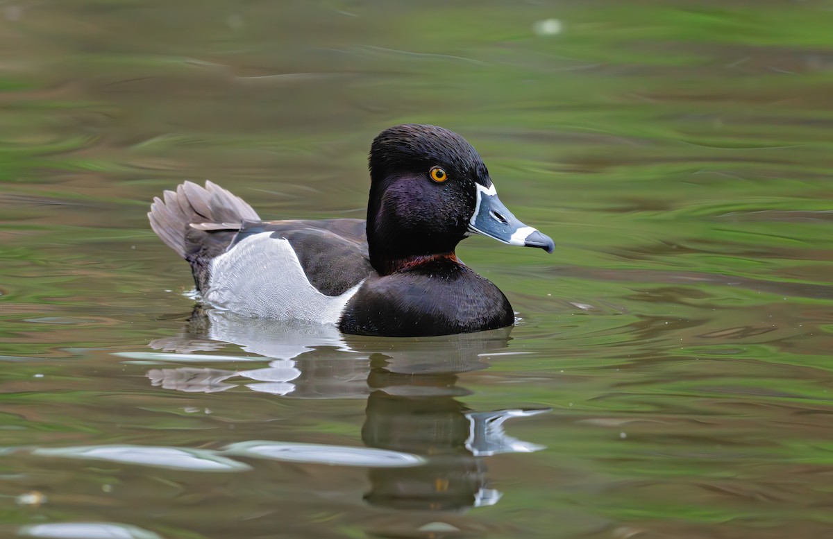Ring-necked Duck - ML617287481