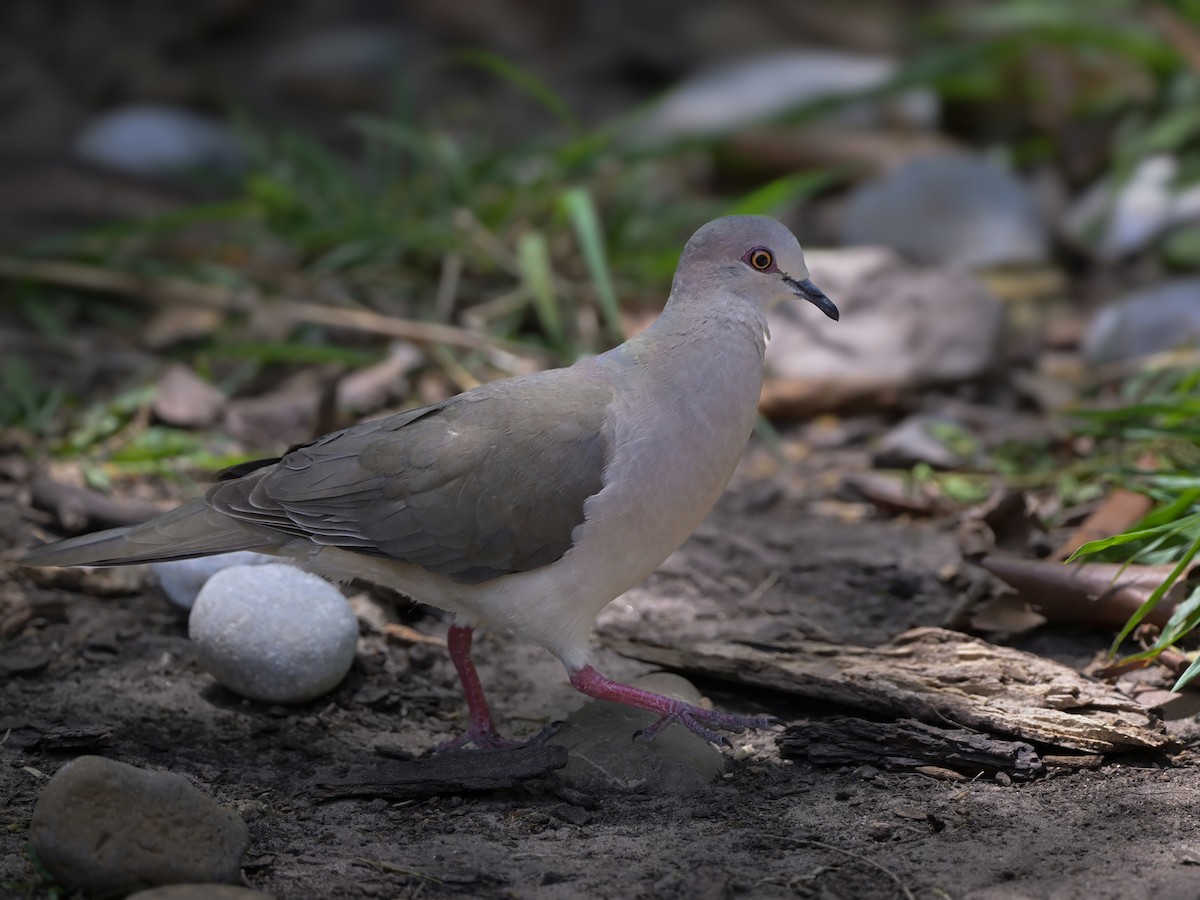 White-tipped Dove - ML617287500