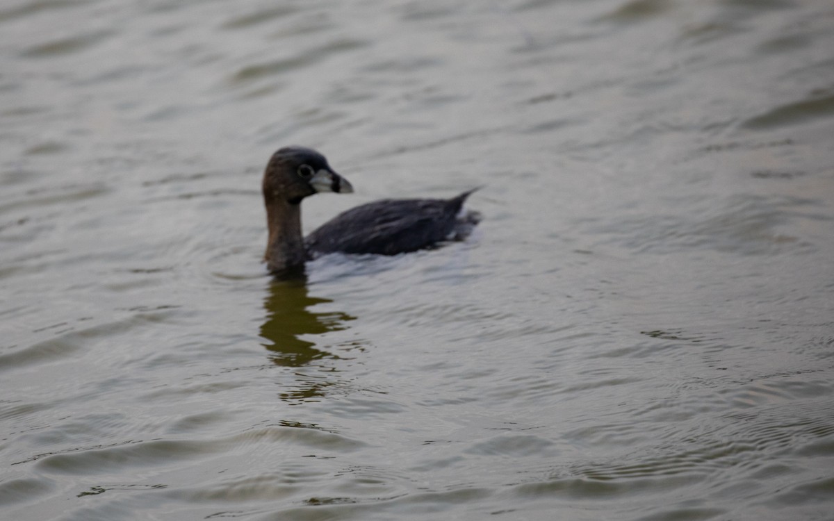 Pied-billed Grebe - ML617287515