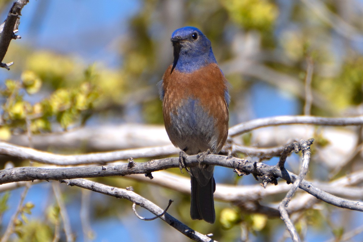 Western Bluebird - ML617287542