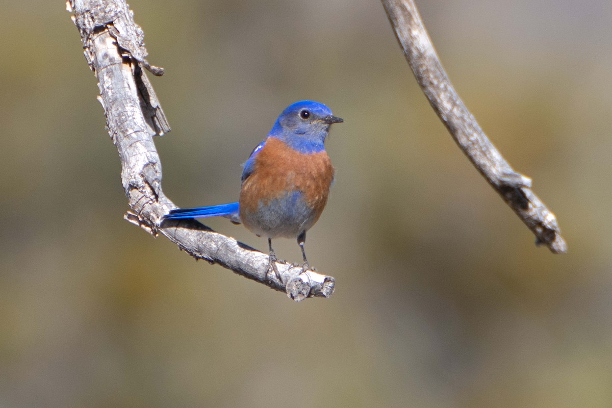 Western Bluebird - ML617287543