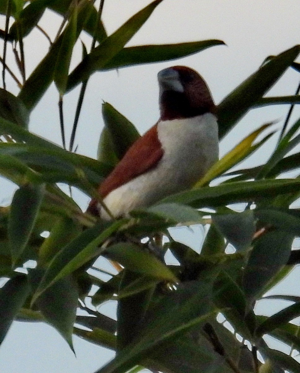 Five-colored Munia - Barbara Dye