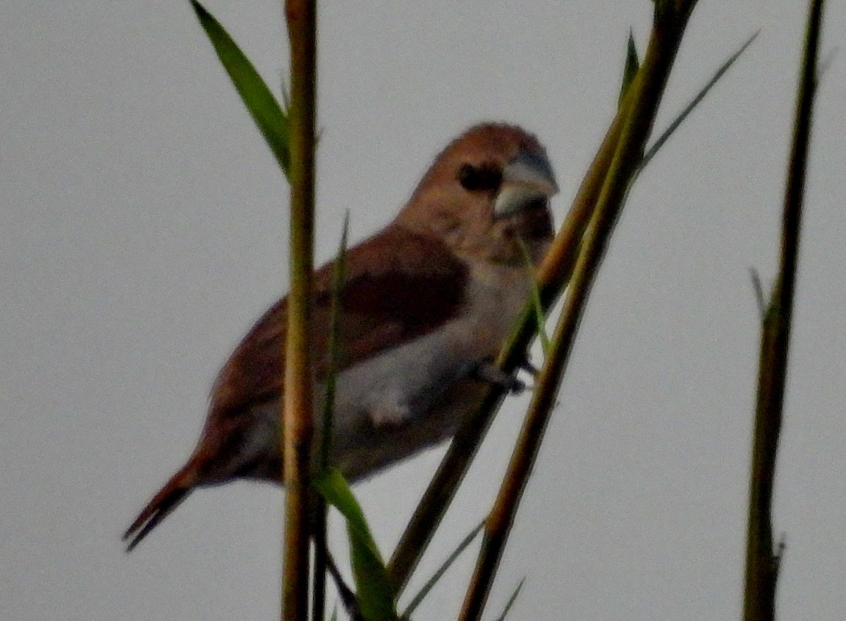 Five-colored Munia - Barbara Dye