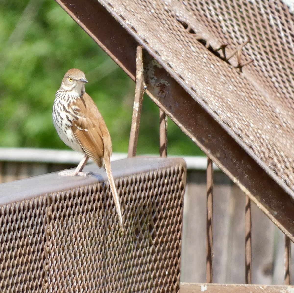 Brown Thrasher - grace c