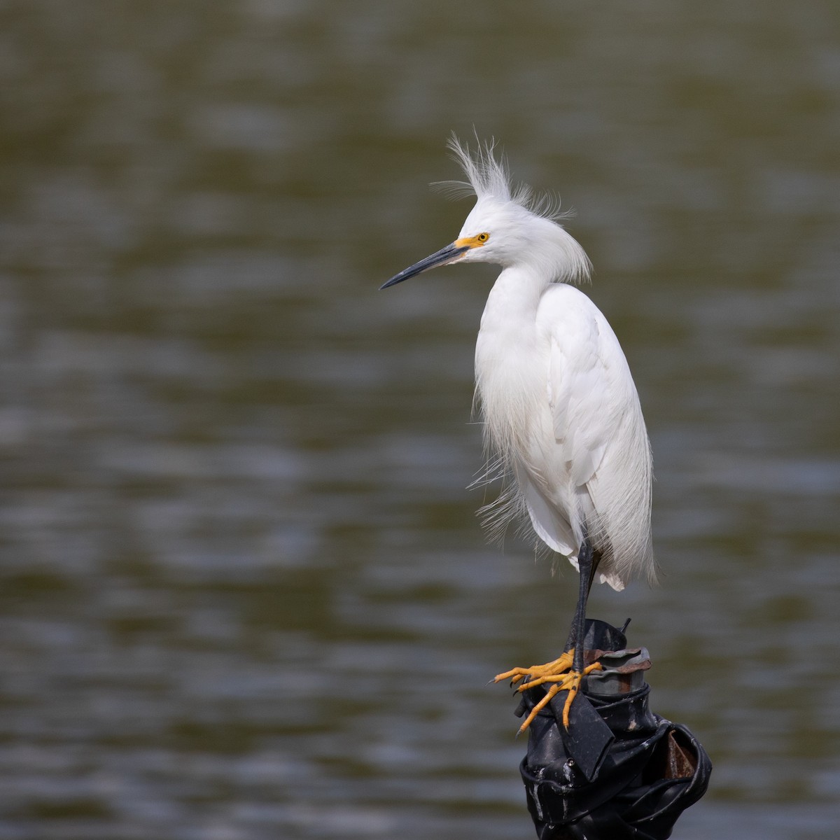 Snowy Egret - ML617287625