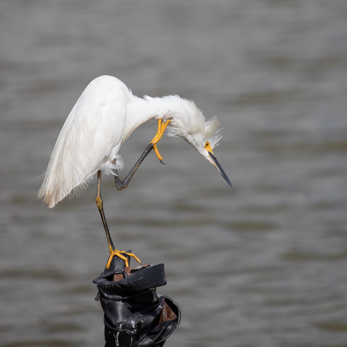 Snowy Egret - ML617287626