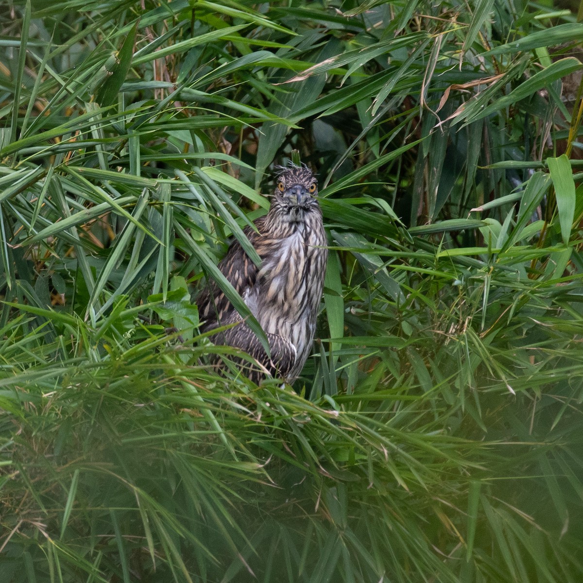 Black-crowned Night Heron - ML617287652