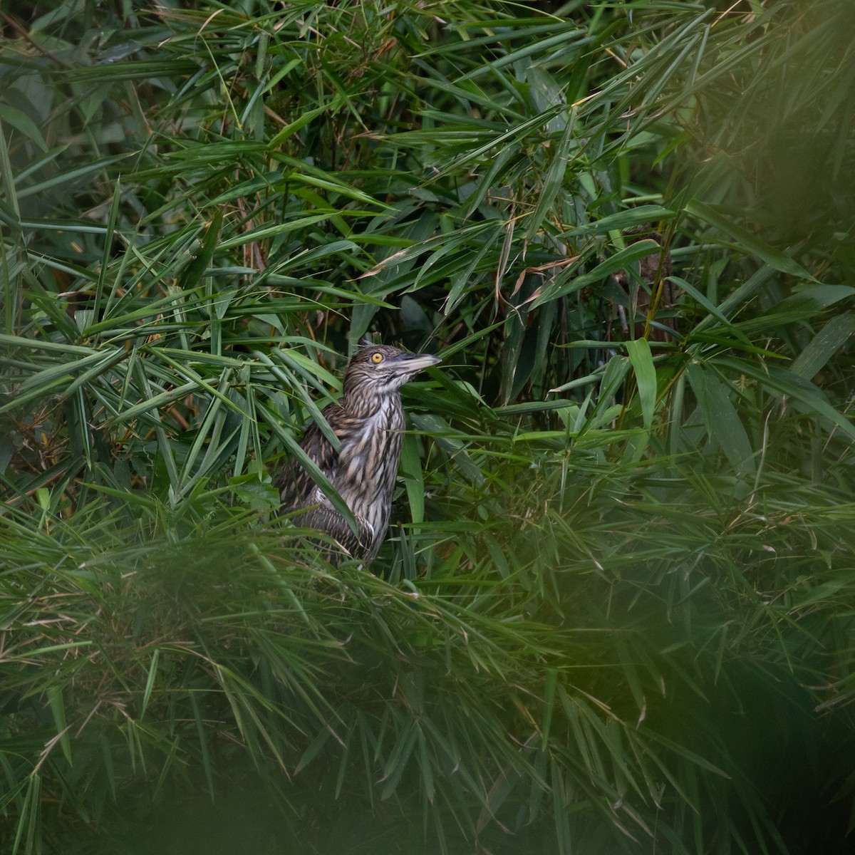 Black-crowned Night Heron - ML617287654