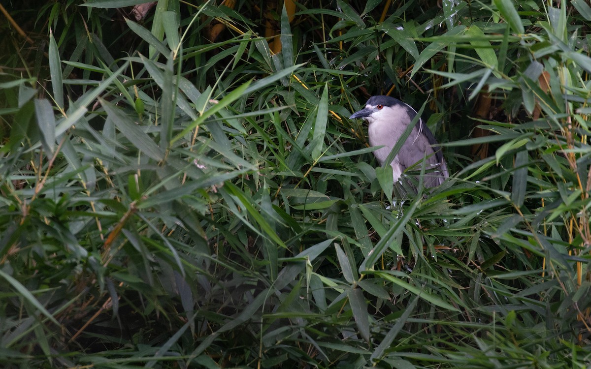 Black-crowned Night Heron - ML617287655