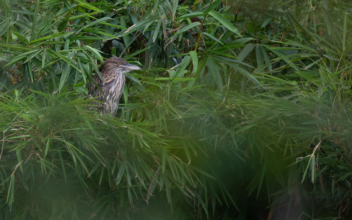 Black-crowned Night Heron - ML617287656