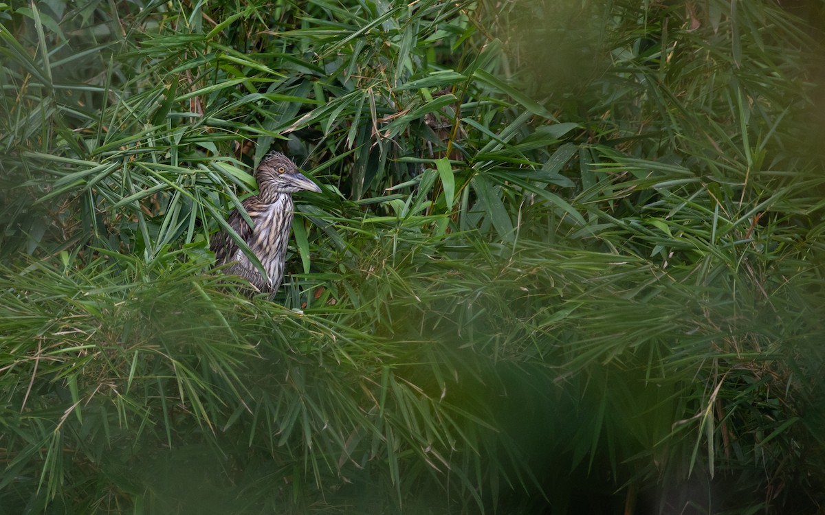 Black-crowned Night Heron - ML617287657