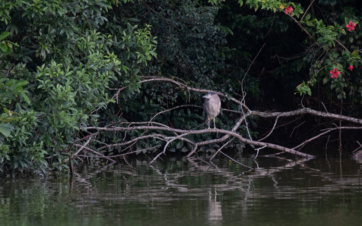 Black-crowned Night Heron - ML617287658