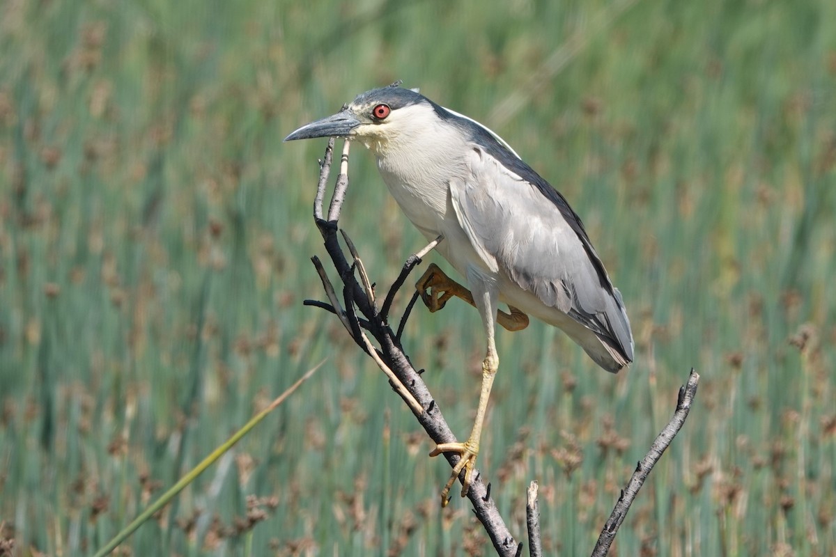 Black-crowned Night Heron - Kimball Garrett