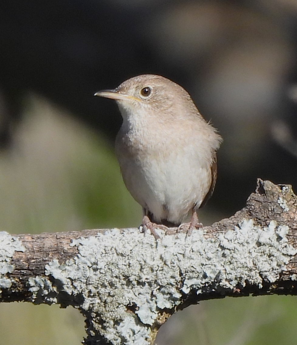 House Wren - ML617287720