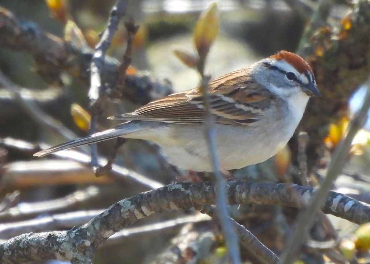 Chipping Sparrow - Paul McKenzie