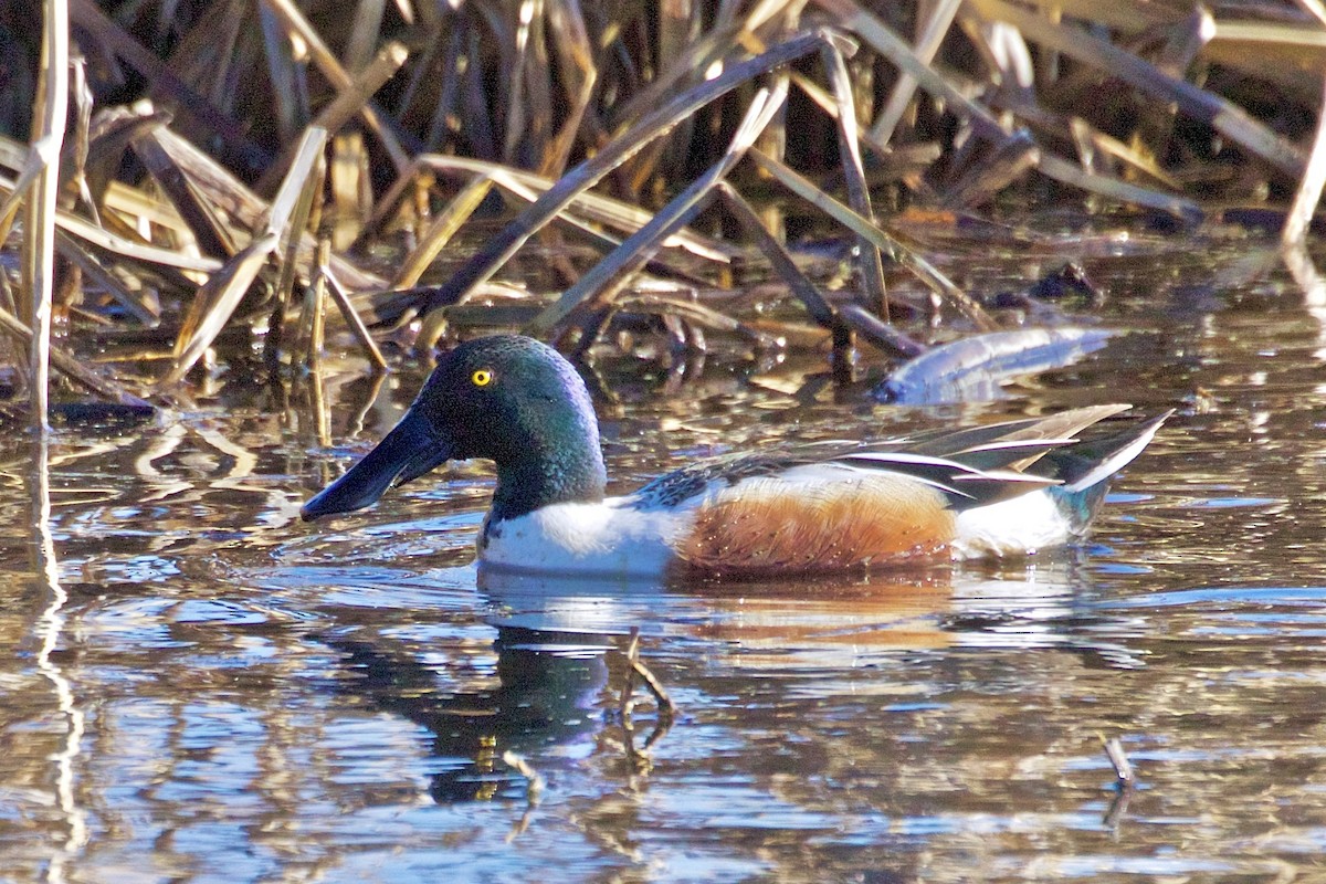 Northern Shoveler - Jack & Holly Bartholmai