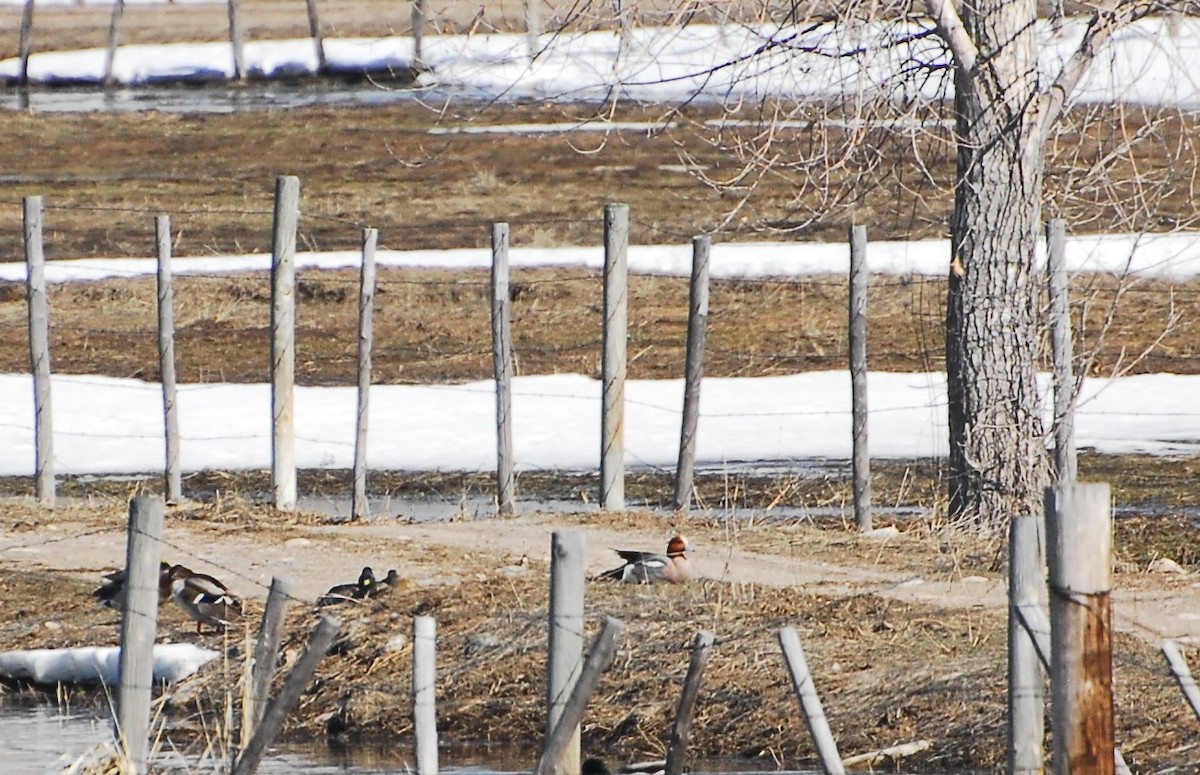 Eurasian Wigeon - ML617287783