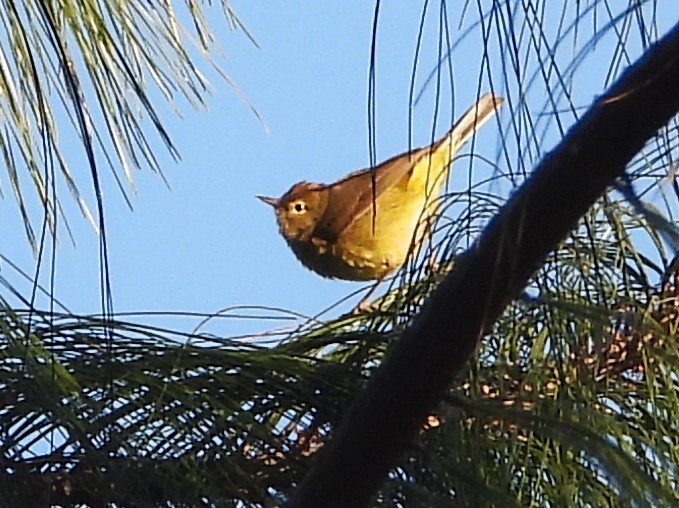 Orange-crowned Warbler - Guadalupe Esquivel Uribe