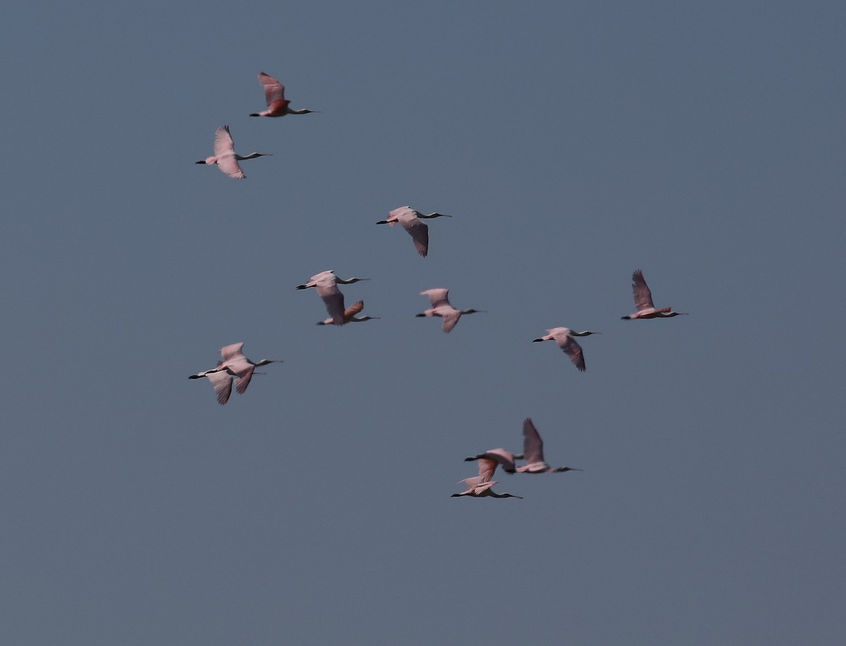 Roseate Spoonbill - ML617287868