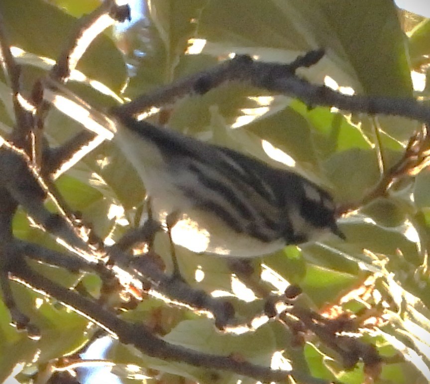 Black-throated Gray Warbler - Guadalupe Esquivel Uribe