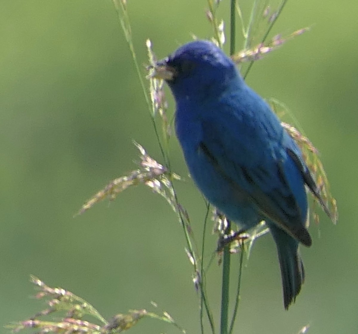 Indigo Bunting - Sandy Bauerschmidt