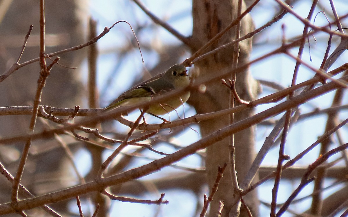 Ruby-crowned Kinglet - Jim O'Neill