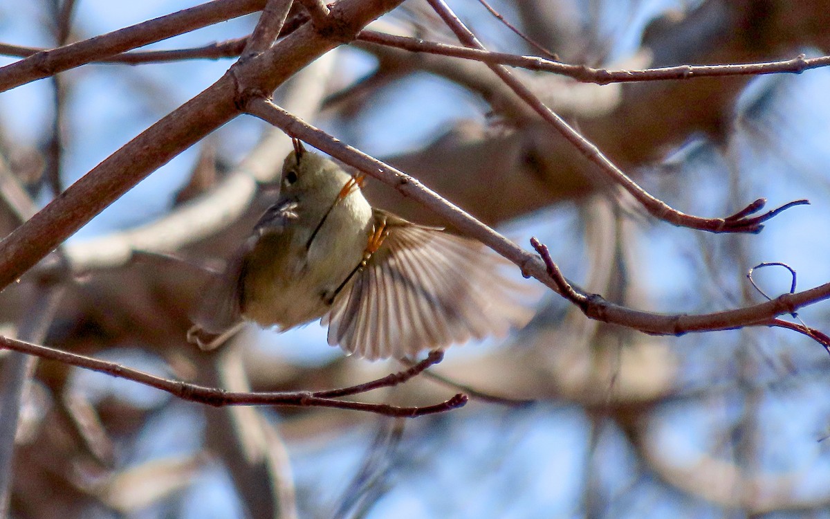 Ruby-crowned Kinglet - Jim O'Neill