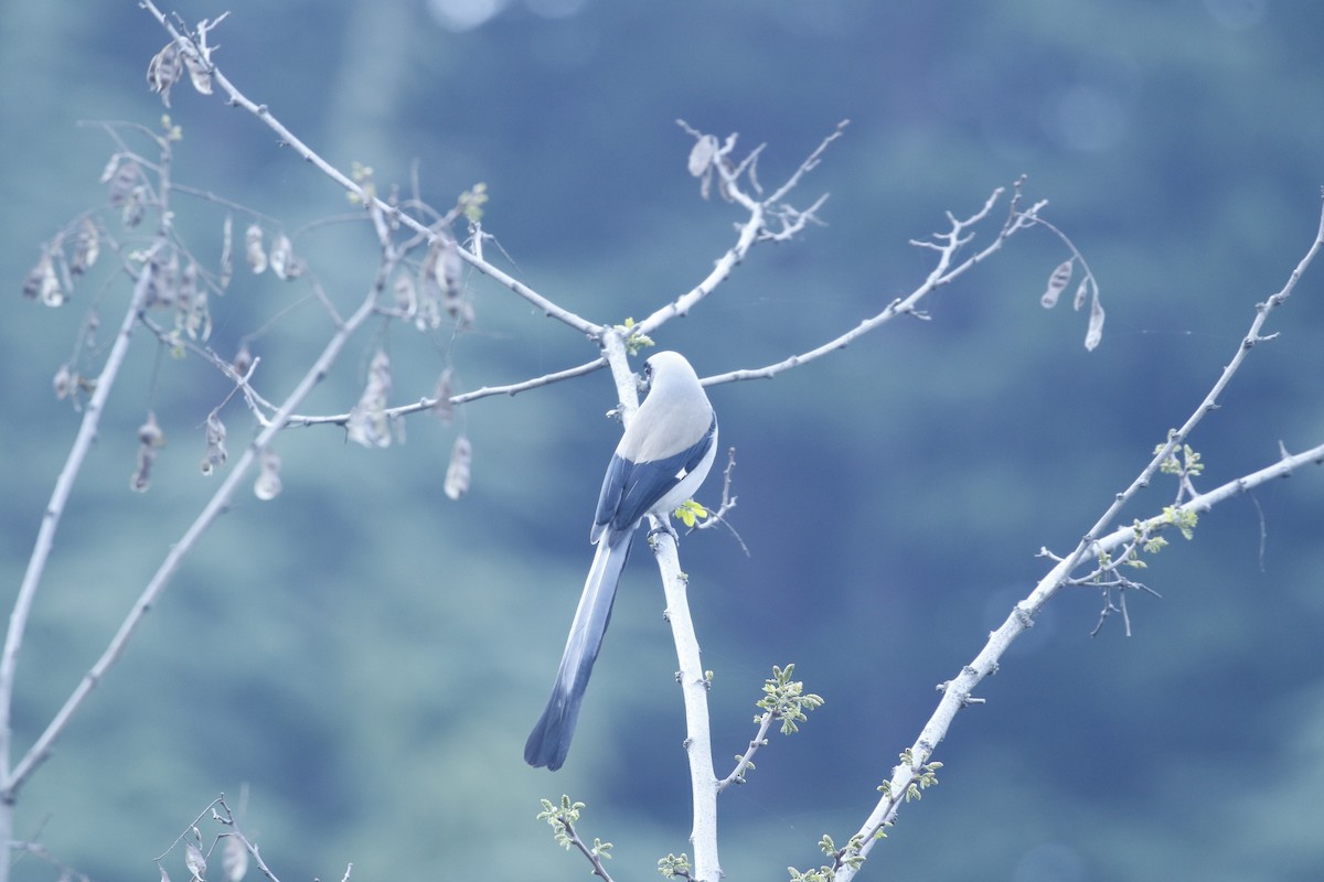 Gray Treepie - ML617288081