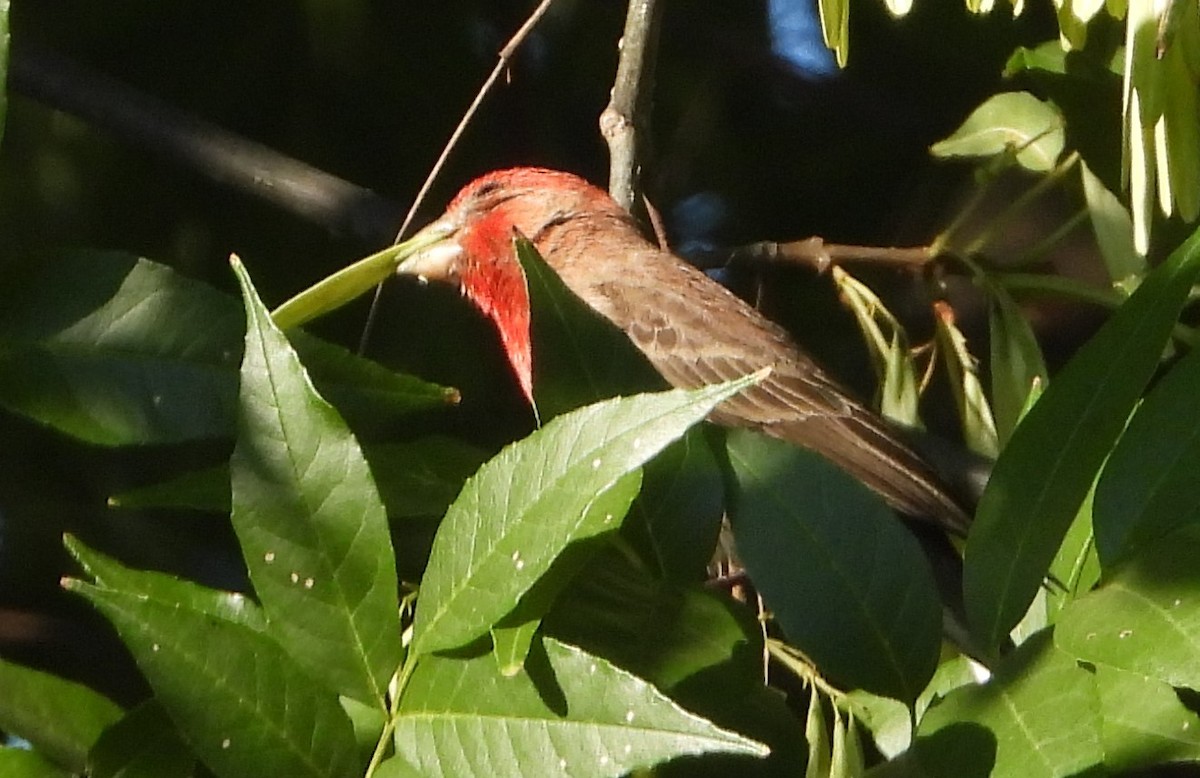 House Finch - Guadalupe Esquivel Uribe