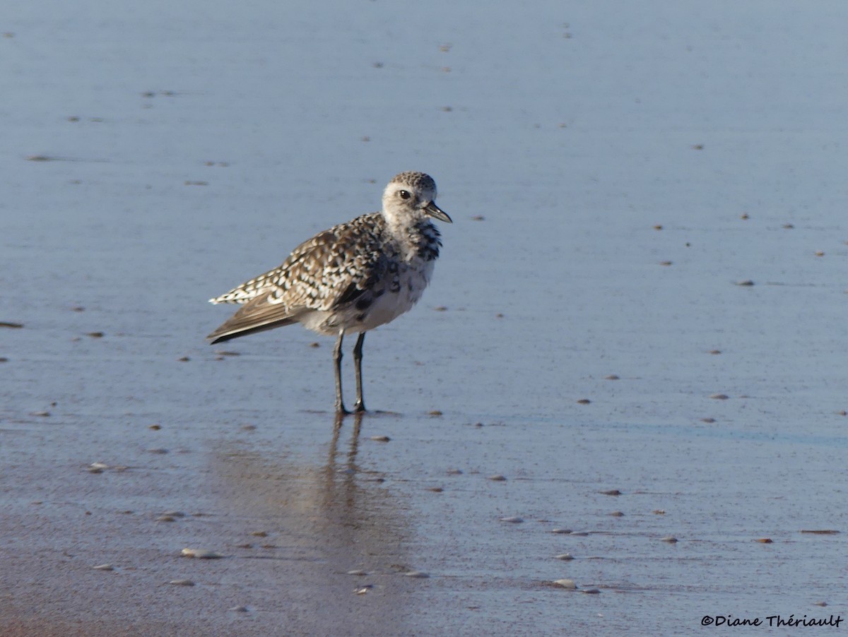 Black-bellied Plover - Diane Thériault