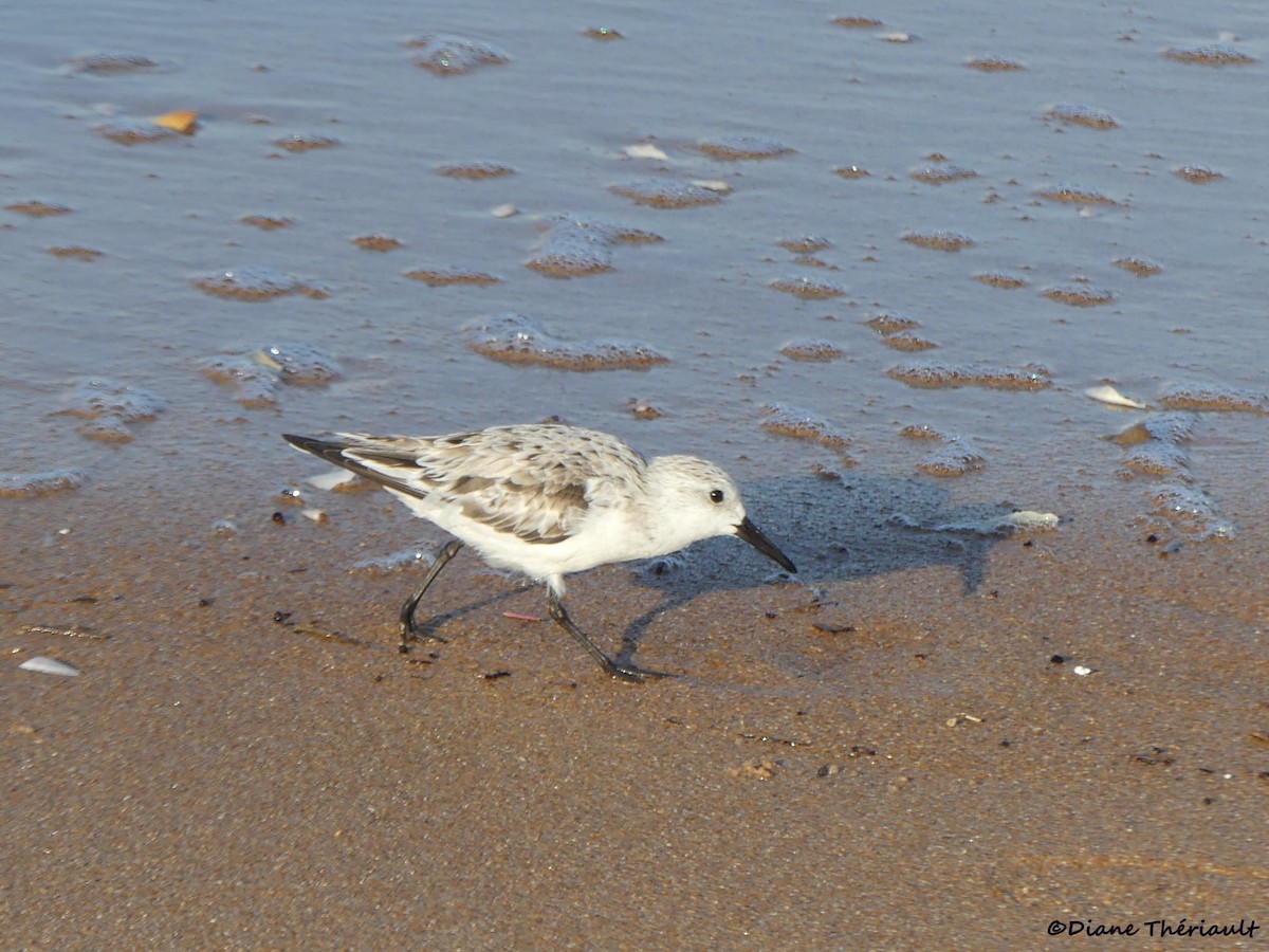 Sanderling - ML617288189