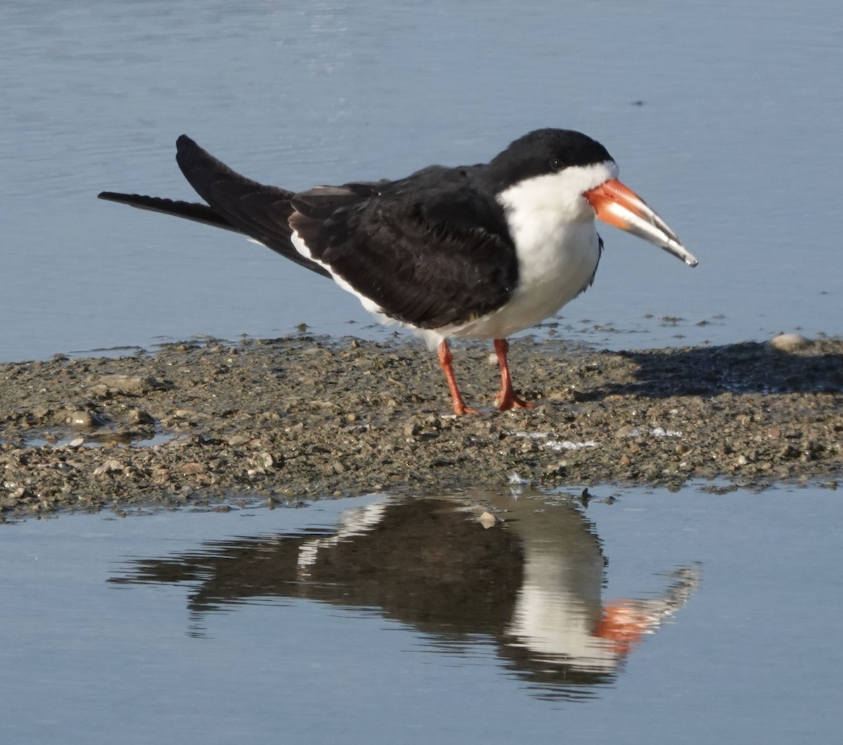 Black Skimmer (niger) - ML617288190