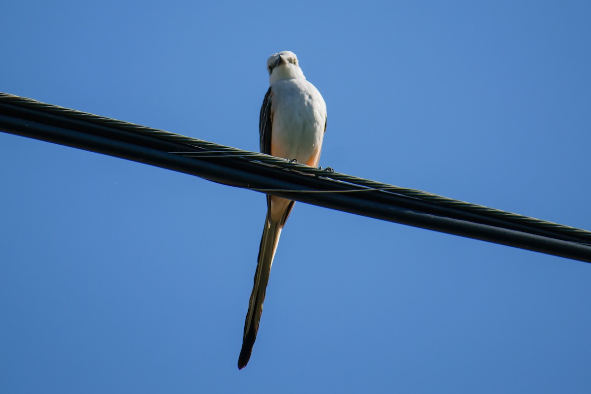 Scissor-tailed Flycatcher - ML617288203