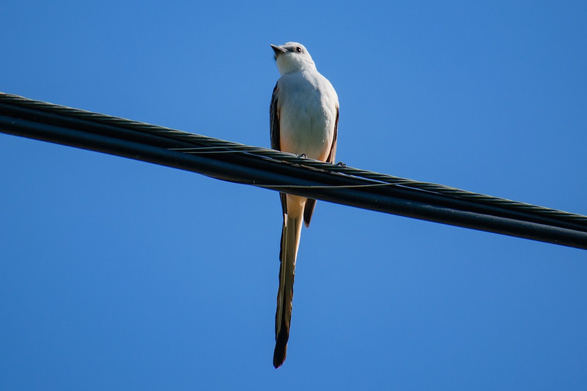 Scissor-tailed Flycatcher - ML617288205