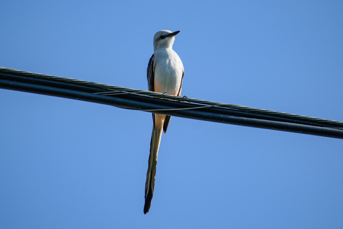 Scissor-tailed Flycatcher - ML617288206