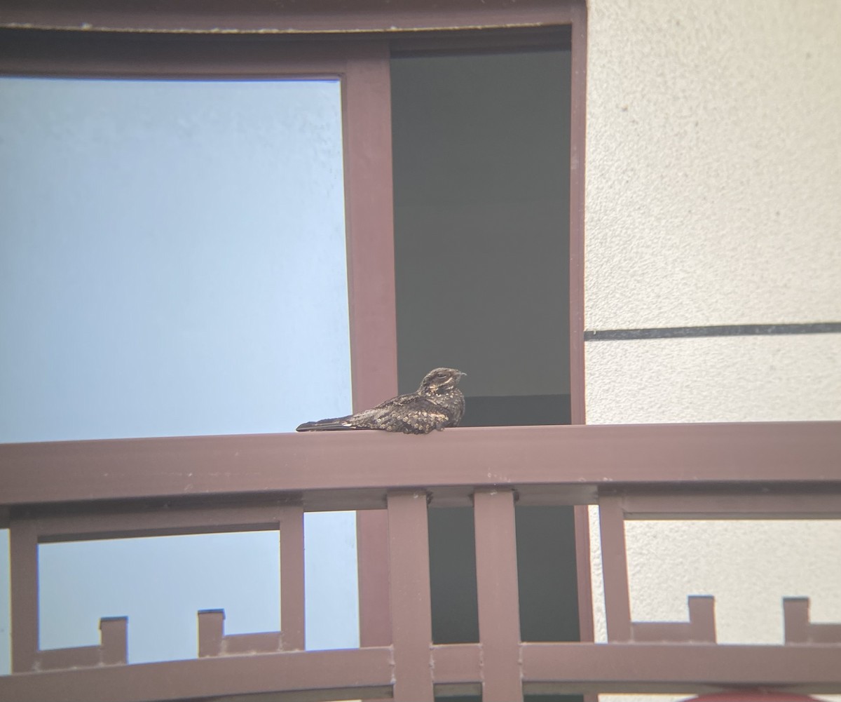 Gray Nightjar - ML617288211