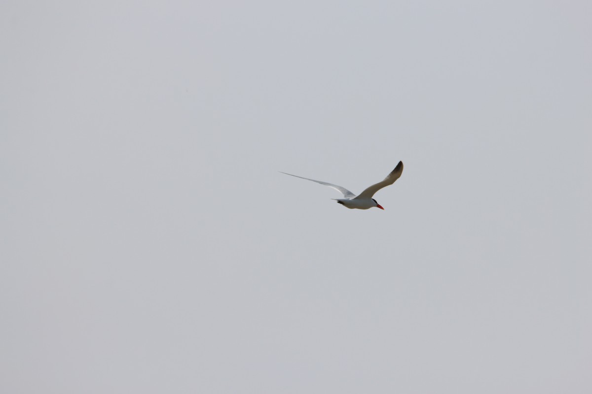 Caspian Tern - ML617288231