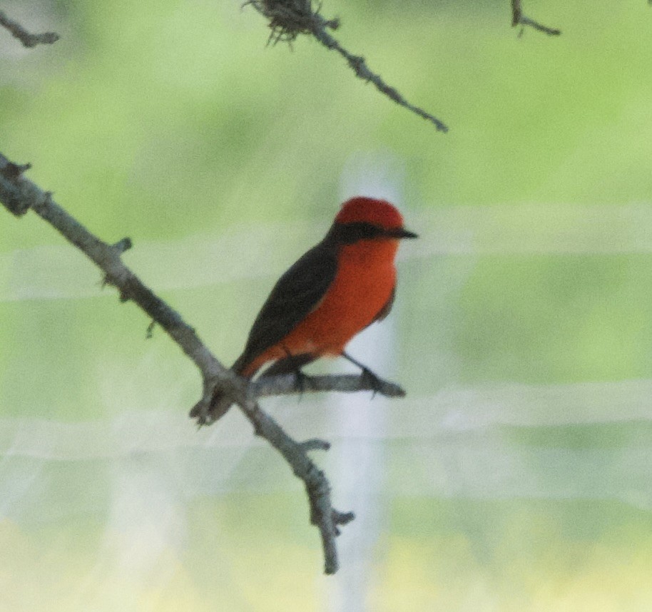 Vermilion Flycatcher - don mcgregor