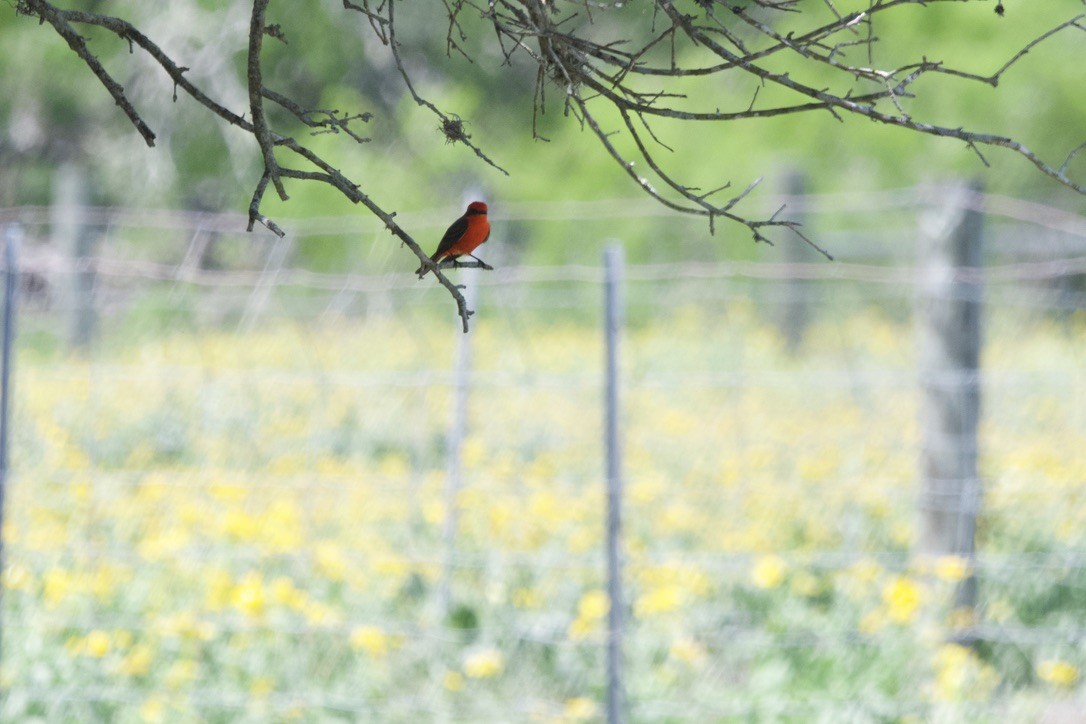 Vermilion Flycatcher - ML617288254