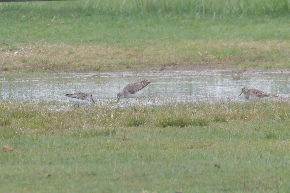 Short-billed Dowitcher - ML617288281