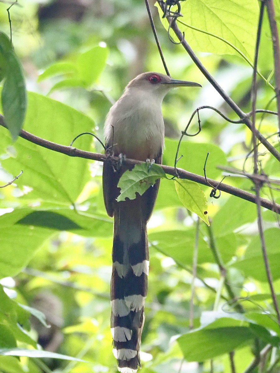 Puerto Rican Lizard-Cuckoo - ML617288312