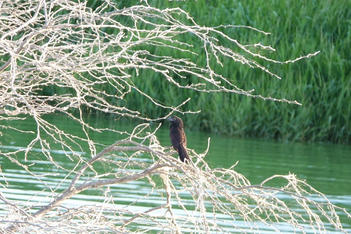 Groove-billed Ani - ML617288322