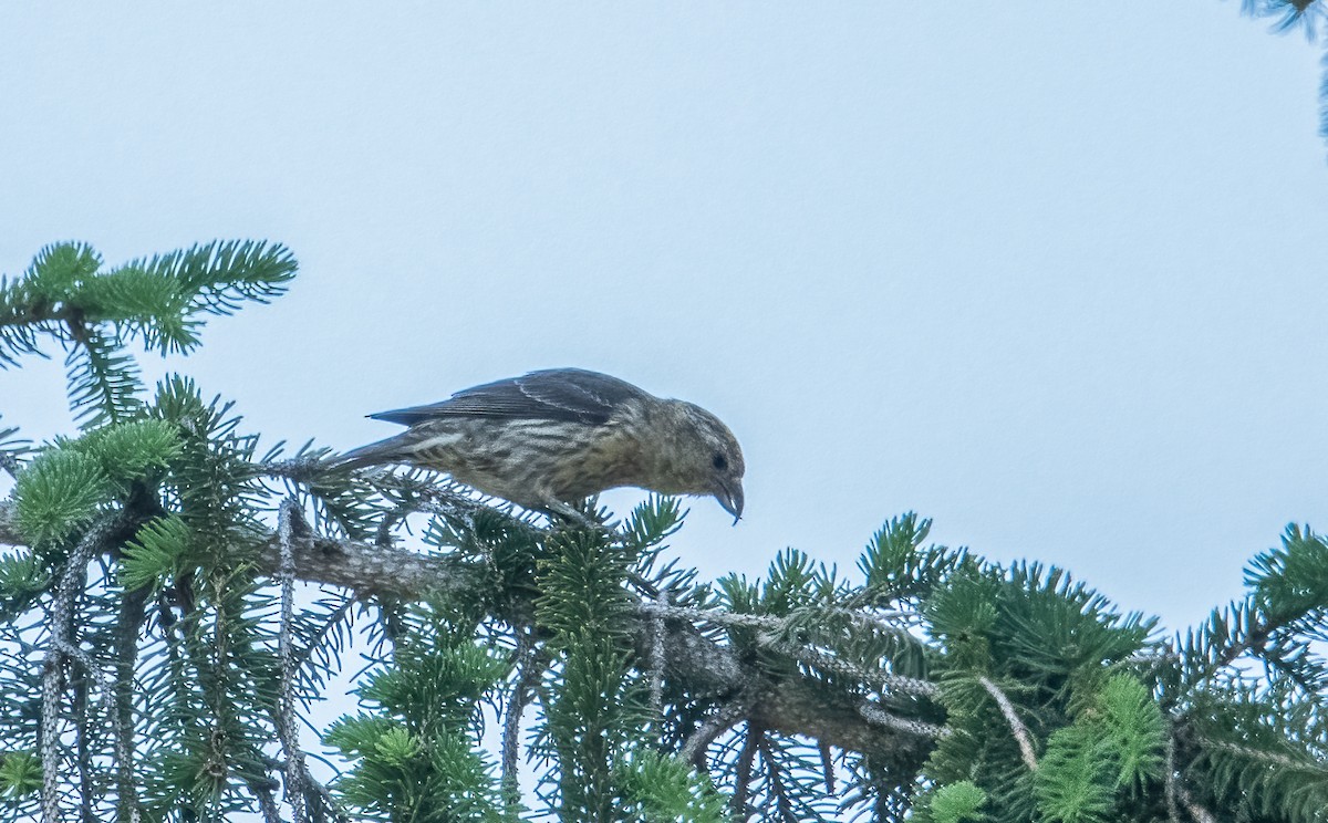 Red Crossbill - Sandy Podulka