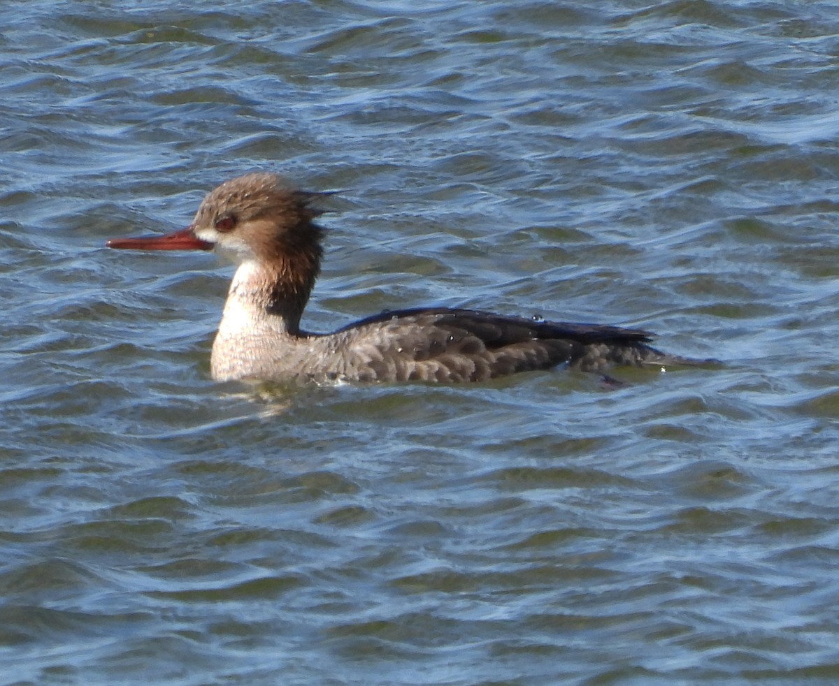 Red-breasted Merganser - ML617288394